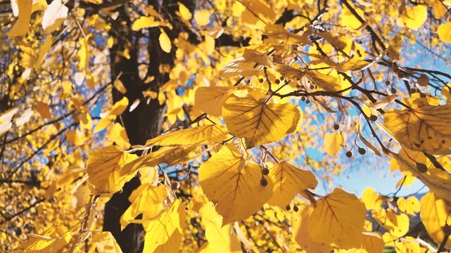 Golden autumn leaves moving gently in sunlight, showing nature&rsquo;s warm colors and peaceful atmosphere, ideal for seasonal or relaxation video backgrounds