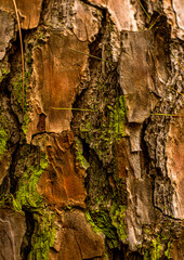 tree bark texture, moss,