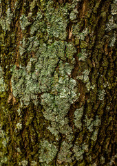 tree bark texture, moss,