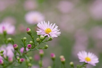 Plant list 2025 - Aster dumosus (Michaelmas daisy) in bloom