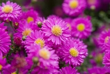 Plant list 2025 - Sedum hybrid Joyce Henderson