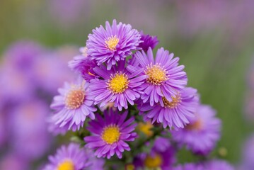Plant list 2025 - Aster dumosus (Michaelmas daisy)