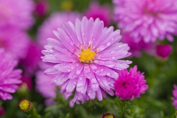 Obraz premium Plant list 2025 - Aster dumosus Rosenwichtel (close-up)