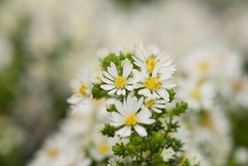 Plant list 2025 - Aster ericoides subsp. prostratus Snowflurry