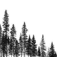 Silhouette of a dense forest with various sized pine trees against a stark white background with copy space