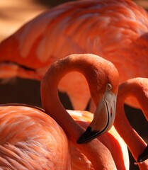 Florida Flamingo Bird