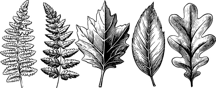 Botanical ornaments featuring fern ivy and oak leaves for design and decoration