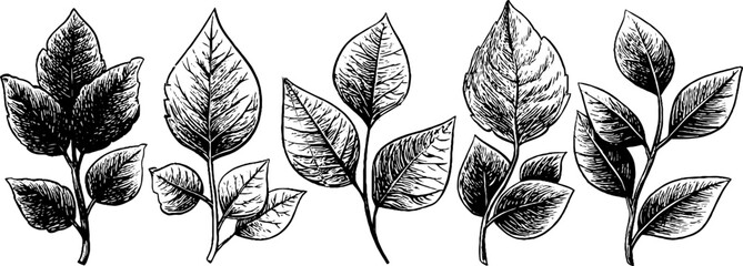 Naklejka premium Decorative leaf dividers for retro design and vintage projects