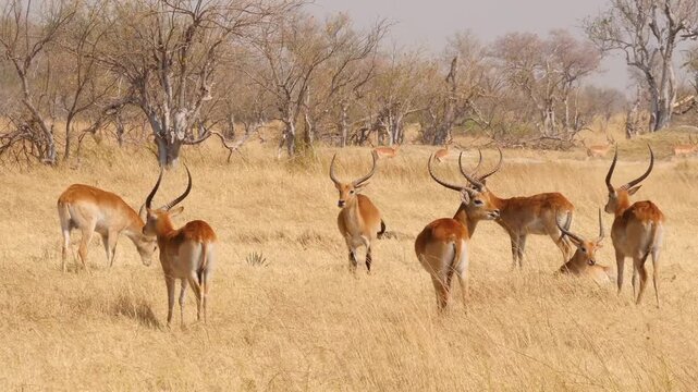 red lechwe resting and ruminating in yellow savannah 441