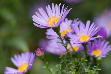 Plant list 2025 - Aster hybrid (Luznice) in bloom
