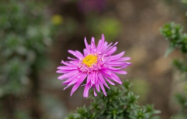 Fototapeta premium Plant list 2025 - Hybrid Aster, Violet Autumn Blossom