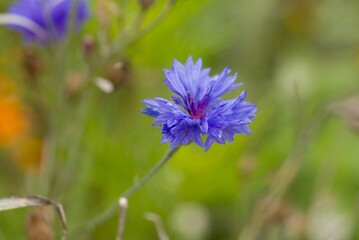 Plant list 2025 - Centaurea cyanus (Cornflower)