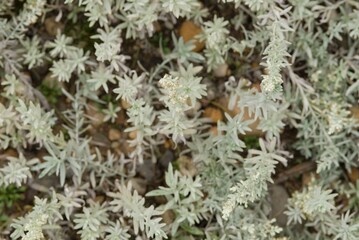 Plant list 2025 - Artemisia ludoviciana (White Sagebrush)