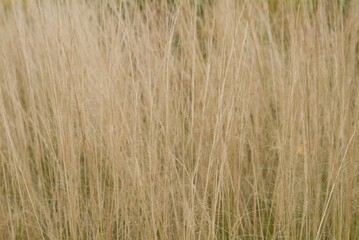 Plant list 2025 - Stipa tenuissima (Mexican Feather Grass)