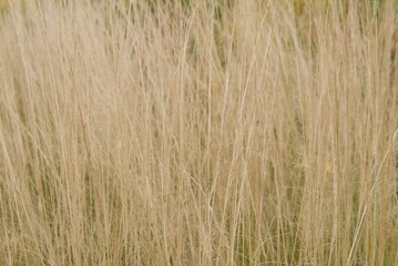 Plant list 2025 - Stipa tenuissima (Mexican Feather Grass)