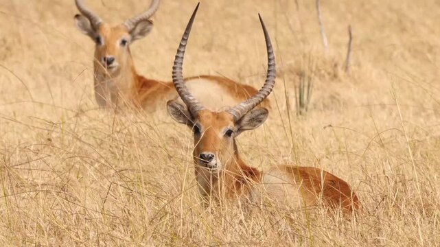 red lechwe resting and ruminating in yellow savannah 445