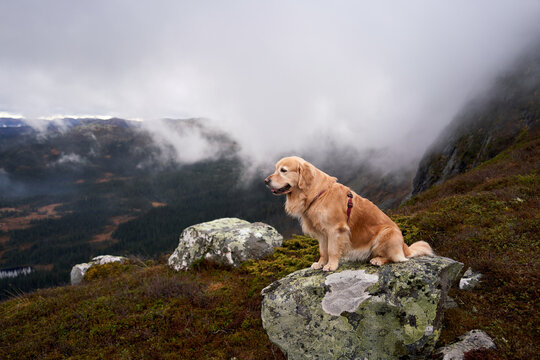  Foggy Autumn Hike with Golden Retriever Princess Leia atop Norefjell, Norway - Moody Landscapes, Autumn Colors, Norwegian Mountains, Foggy Sceneries, Golden Retriever, Dog Adventure, Hiking Tour,