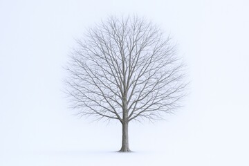 Obraz premium Bare Tree in Winter Isolated Against White Background, Representing Winter Season, Minimalist Style
