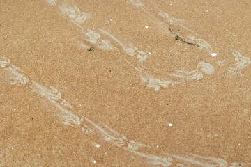 Beautiful sand patterns with bird tracks on the beach of Baltic Sea. Sunny day in Latvia.