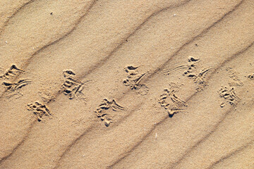 Beautiful sand patterns with bird tracks on the beach of Baltic Sea. Sunny day in Latvia.