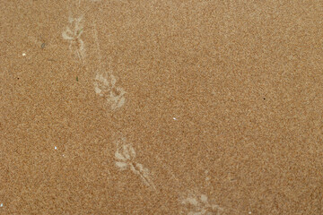 Beautiful sand patterns with bird tracks on the beach of Baltic Sea. Sunny day in Latvia.