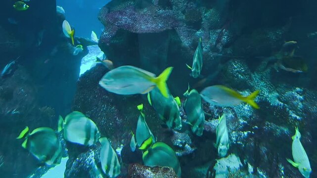 Beautiful fish oceanarium, deep underwater world panoramic view, different fish swimming in large aquarium, 