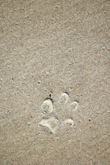 Beautiful sand patterns with dog tracks on the beach of Baltic Sea. Sunny summer day in Latvia.