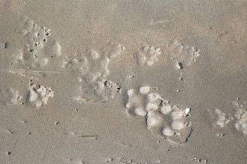 Beautiful sand patterns with dog tracks on the beach of Baltic Sea. Sunny summer day in Latvia.