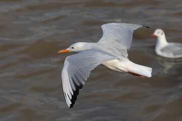 Slender-billed Gull flying over the sea during sunset.