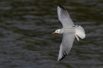 Fototapeta premium Slender-billed Gull flying over the sea during sunset.