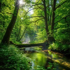Fototapeta premium Lush green forest landscape with a tranquil stream and sunlit canopy beauty nature