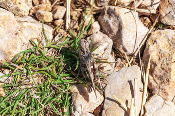 Brown grasshopper camouflaged among rocks and grass in sunlit natural habitat. Chorthippus biguttulus, the bow-winged grasshopper
