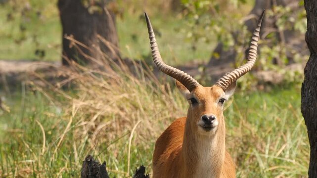 portrait of red lechwe with beautiful horns 487
