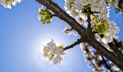 cherry blossom in spring
