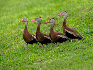 Wild Black-bellied Whistling Ducks walking to the pond