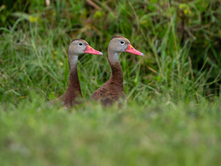 Black Bellied Whistling Ducks in the grass