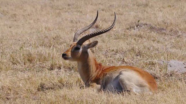 red lechwe with beautiful horns resting 622