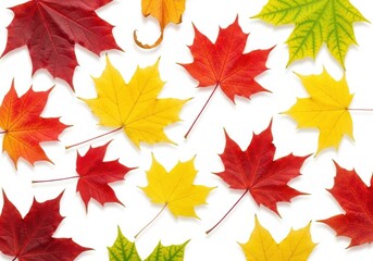 Obraz premium Vibrant Autumn Foliage: A Colorful Display of Maple Leaves on a White Backdrop