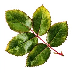 Fototapeta premium Branch of green rose leaves with visible veins and serrated edges