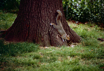 New York, United States, July 17, 1995. Near the ferry landing for the Statue of Liberty is Battery...