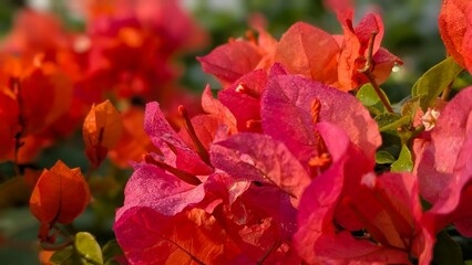 red and yellow tulips