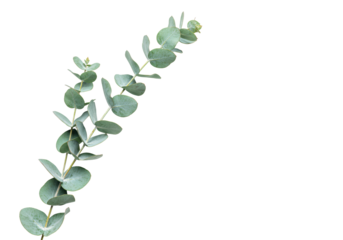A single fresh eucalyptus branch with silvery-green leaves, diagonally placed on a pristine transparent background with copy space, high-key studio macro photography. Concept of natural botanical