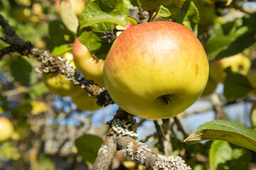 Ripe apple on tree branch close up in sunny garden