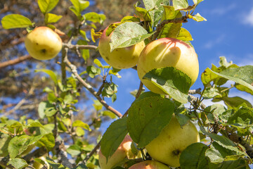Apples on a branch under blue sky summer orchard organic harvest