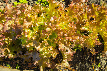 Red leaf lettuce in garden bed close up horizontal