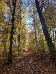 autumn in the forest 