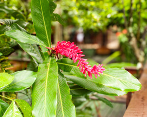 Red flower of Alpinea, Alpinia purpurata, from the Zingiberaceae family, called: red ginger, ostrich feather, or pink cone ginger.