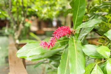 Red flower of Alpinea, Alpinia purpurata, from the Zingiberaceae family, called: red ginger, ostrich feather, or pink cone ginger.