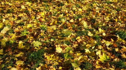 Yellow maple leaves lying on grass. Autumn yellow leaves.