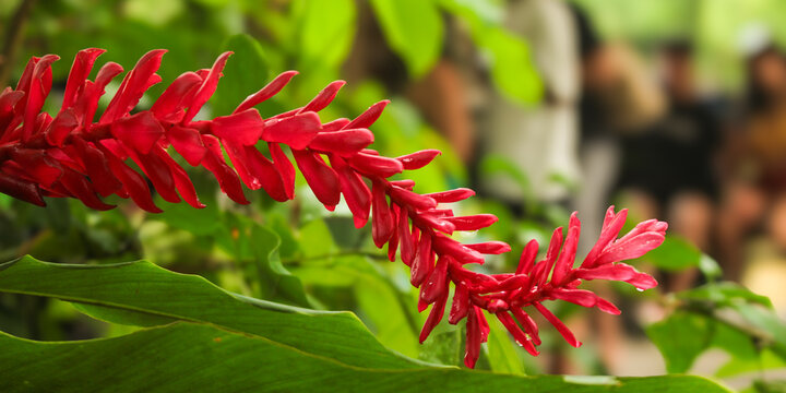 Red flower of Alpinea, Alpinia purpurata, from the Zingiberaceae family, called: red ginger, ostrich feather, or pink cone ginger.